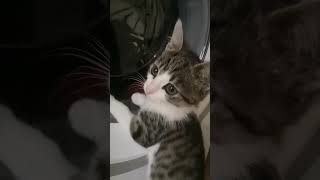 Funny Crazy Cat | Funny Moment