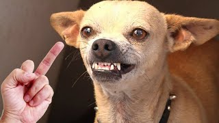 Putting Middle Finger In Front Of Your Dogs Face Pets Theater