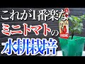 【狭い場所でもOK】一番簡単なミニトマトの水耕栽培のやり方を教えます【ペットボトル】
