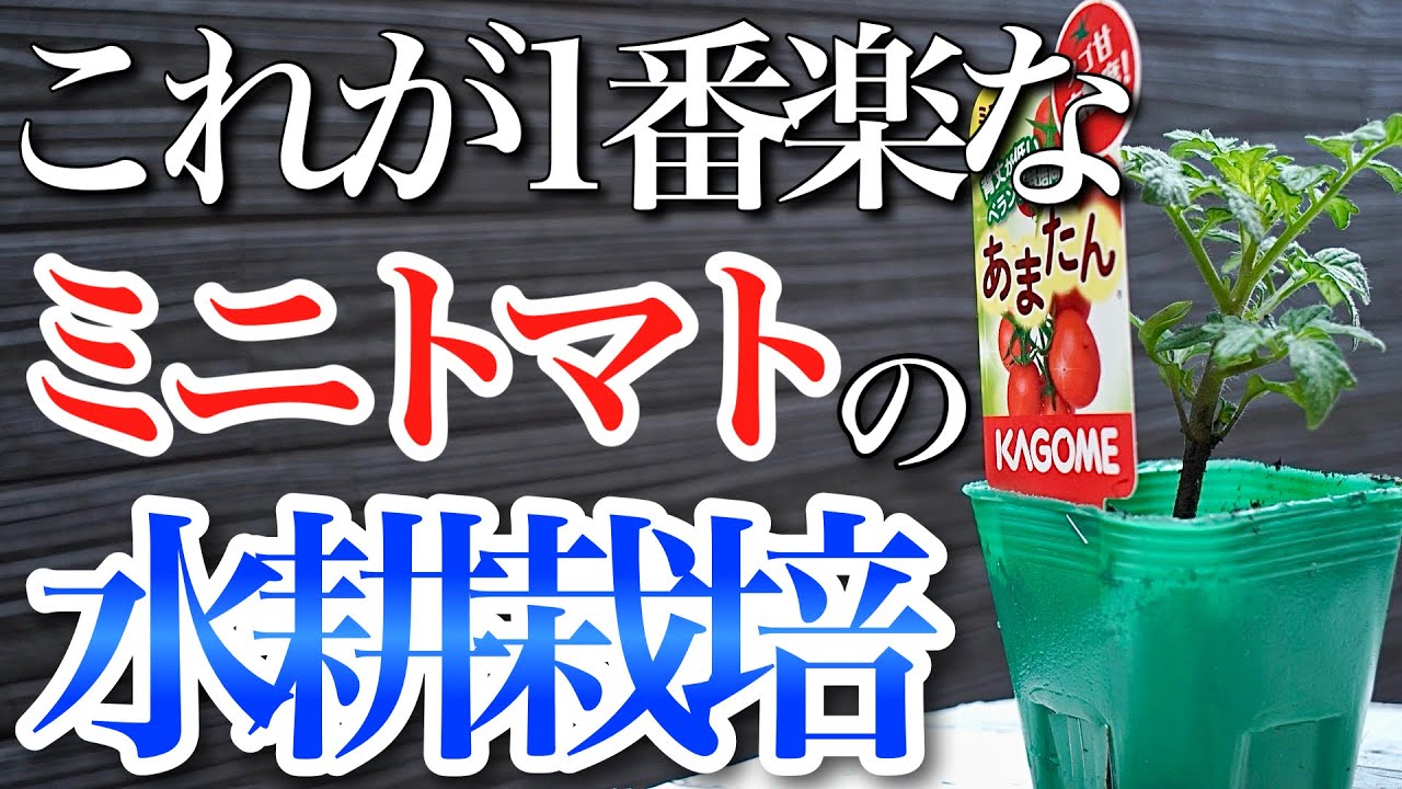 【狭い場所でもOK】一番簡単なミニトマトの水耕栽培のやり方を教えます【ペットボトル】
