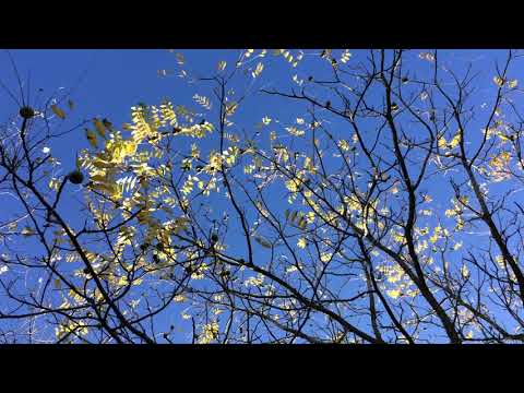 Black walnut (Juglans nigra) - canopy - October 2017