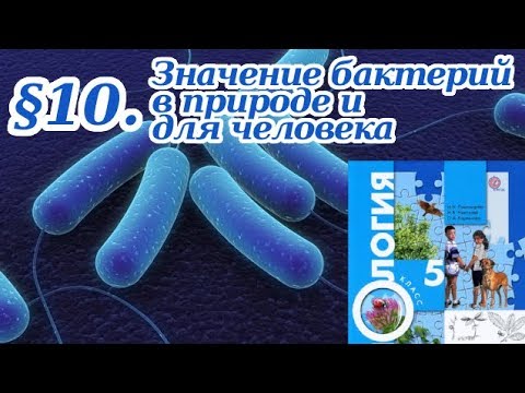 Биология видео 11 класс. Значение бактерий в природе и жизни человека 5 класс биология. Бактерии биология 7 класс видеоурок. Биология 5 класс параграф 11 роль бактерий в природе и жизни человека.