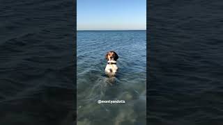 Monty the beagle x foxhound  sitting pretty in the sea for no apparent reason