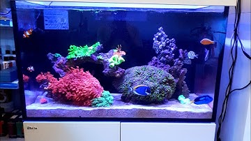 HỒ REDSEA G2+ HOÀN THÀNH CYCLE - HIỆN TƯỢNG BÙNG VI SINH LÀ GÌ? CÁCH XỬ LÝ