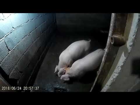 დაკოდვის შემდგომი პროცესები