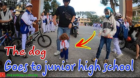 The two-legged dog goes to middle school |Dog walking on two leg