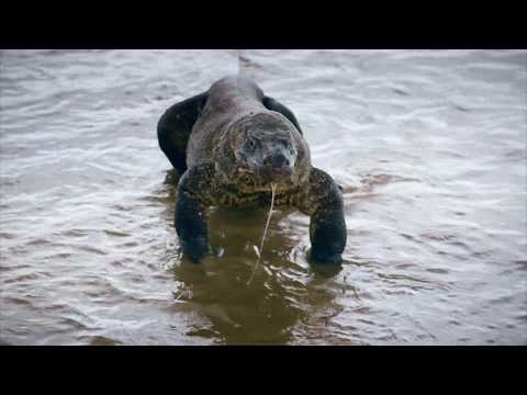 Komodo Dragons