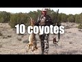 10 Coyotes in March 2 day Hunt