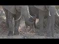 Newborn elephant meets it's big new world