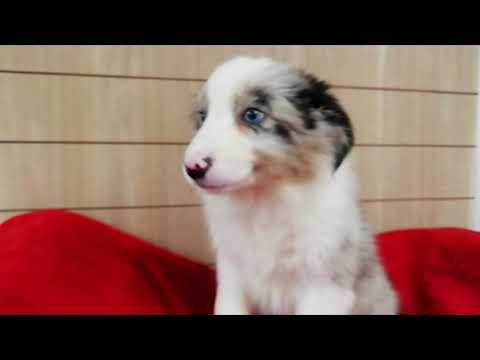 Cachorro Border Collie Hembra Aquanatura hqdefault