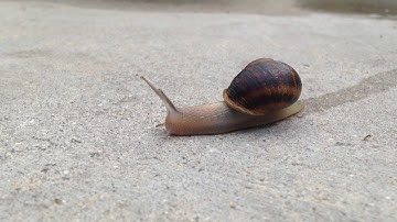 Snail moving.