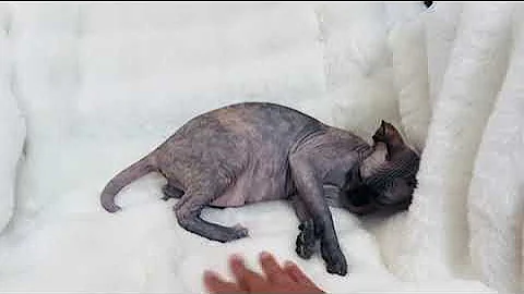 Watch the video about 🌼 🌼🌼 Meet Daisy - The Playful Princess Sphynx Kitten from PURRXOTICS! ❤️🌼