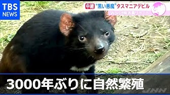 タスマニアデビル Youtube
