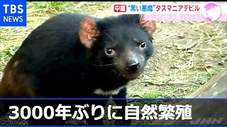 豪 黒い悪魔 タスマニアデビルが3千年ぶり本土で自然繁殖 Youtube 豪 黒い悪魔 タスマニアデビルが3千年ぶり本土で自然繁殖 Youtube