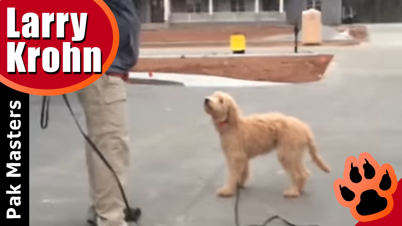 Shock collar for goldendoodle Outlet