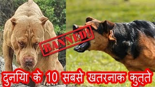 दुनिया के 10 सबसे खतरनाक कुत्ते || DOGPETS by Dogpets 1,810 views 5 years ago 7 minutes, 48 seconds