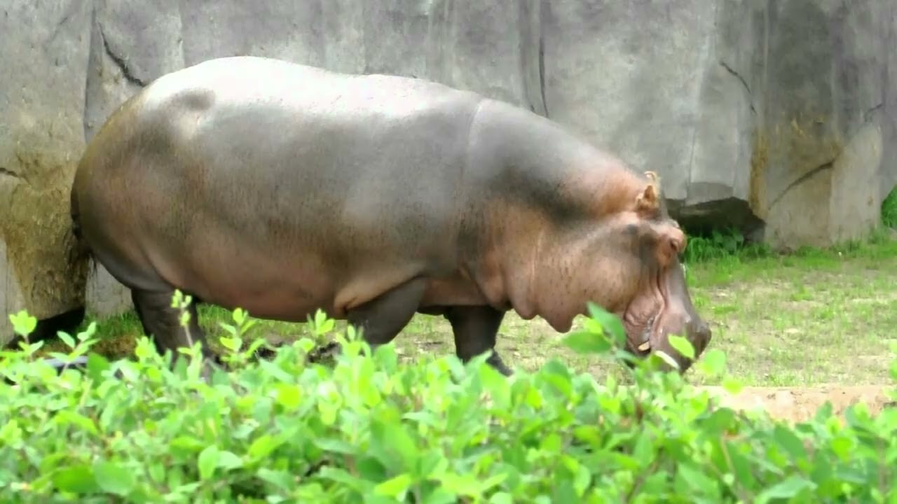 Learn The Alphabet PinkFong Letter H YouTube