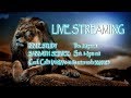 Israelites gathering live streaming classes