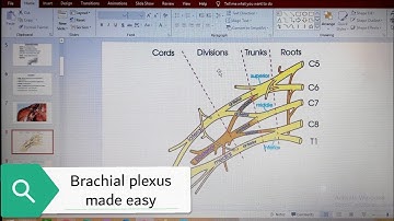 Brachial plexus powerpoint presentation