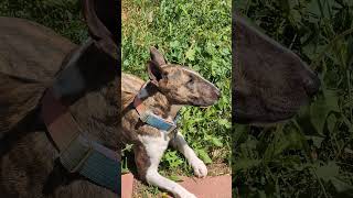 Sunshine Bullterrier Baby