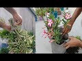 Adenium Plant Life Cycle 🌸 From Branch Cutting to Stunning Flowers