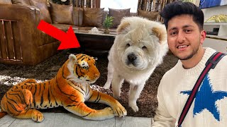 Tiger Prank On Shiro😂