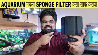 How To Clean Aquarium Sponge Filter | Aquarium मधला Sponge Filter कसा साफ करावा