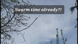 The First Swarm of the Year! 13.04.24