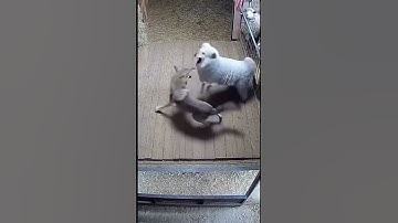 Wolf Targets a Sheep… But It’s Actually a Guard Dog! #sheep #wolf #rescue #danger #cctv