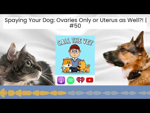Spaying Your Dog: Ovaries Only or Uterus as Well?! | #50