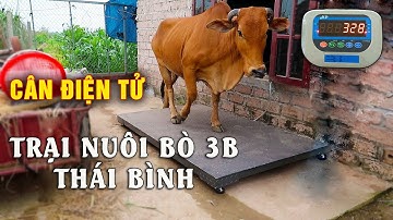 CÂN BÒ 3B VÙNG QUÊ THÁI BÌNH | Cân Hoàng Thanh 0987 059 224.