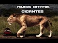 LOS MAYORES FELINOS EXTINTOS – Leones gigantes extintos – Tigres gigantes extintos