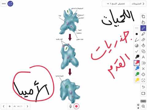 فيديو: أي نوع من الطلائعيات المصنفة في شعبة Zoomastigina؟