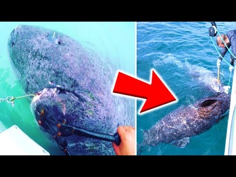 This Ancient Shark