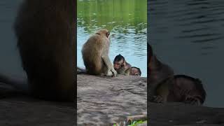 Beautiful baby monkey in Angkor wat monkey