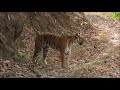 Beautiful Tigress Scent Marking - Corbett Tiger Reserve