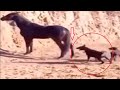 Stupid dog attacks a horse and pays the price!!!