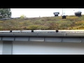 Pflanzen auf dem Dach