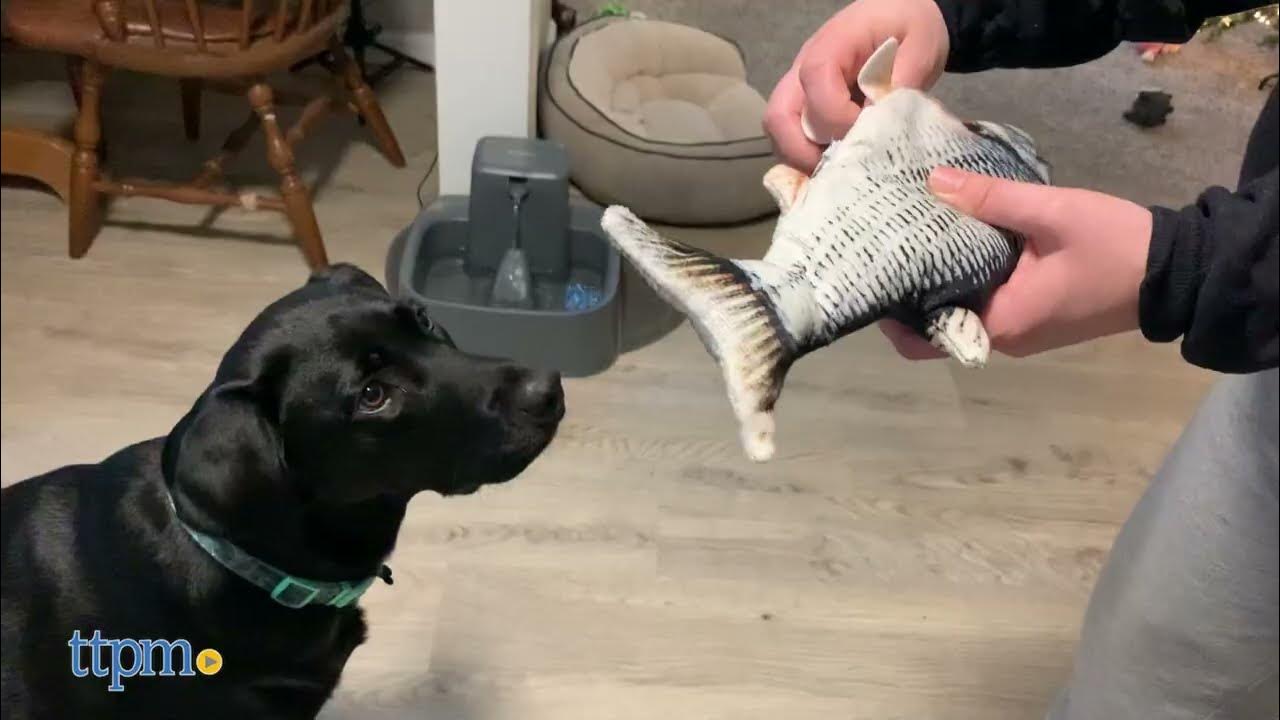 Dogs React to the Floppy Fish Dog Toy! *HILARIOUS* TTPM Pet Reviews