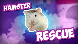 Kids Abandon Hamster at a Petstore! | Munchie's Place