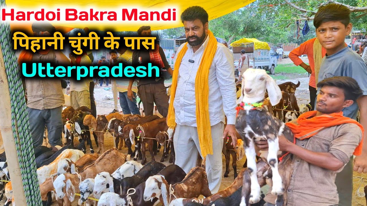 आज की मंडी का रेट |10/07/25 |Hardoi Bakra Mandi UP |पालने वाले बच्चे हर नस्ल के 