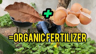 GUSTO MO BANG TUMABA ANG HALAMAN MO? ORGANIC FERTILIZER | Eggshell AT DAHON