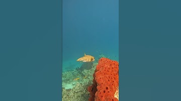 Thumbnail of Snorkling trip