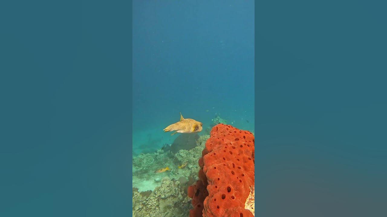 Snorkling trip
