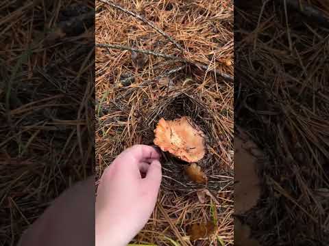 Откапываем рыжики! #рыжики #рыжик #белыйгриб #mushroomhunting