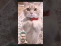 Cat funnyest funny 8funny cute funiest catlover afvfam animals funnycatsfunnycats