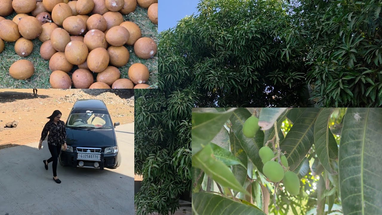 My morning work 🤗 🥭  mango season 😋
