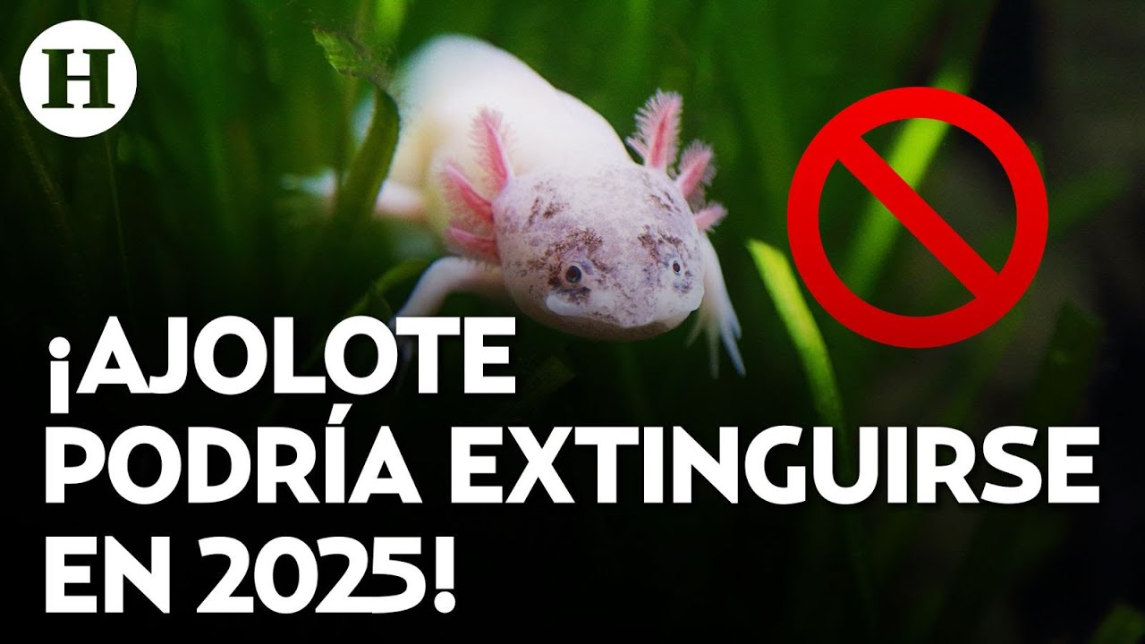 ¡Por la supervivencia del Ajolote! UNAM lanza proyecto chinampa para