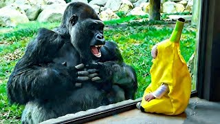 Download Lagu When a Gorilla Meets a Baby 😂 | Pure Cute \u0026 Funny Moments MP3