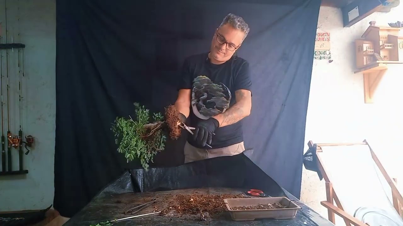 Bonsai pitecolobium tortum (piteco), atualização, poda de raízes e transplante! @wanderramos 